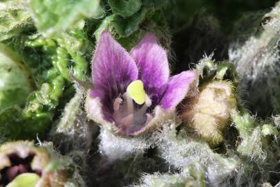 Fotografia da espécie Mandragora autumnalis