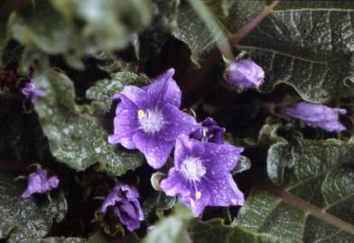 Fotografia da espécie Mandragora autumnalis