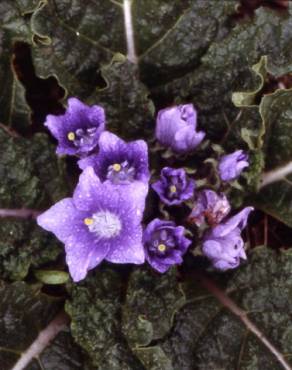 Fotografia 9 da espécie Mandragora autumnalis no Jardim Botânico UTAD