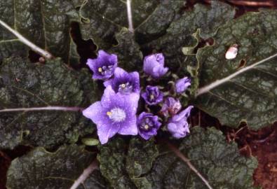 Fotografia da espécie Mandragora autumnalis