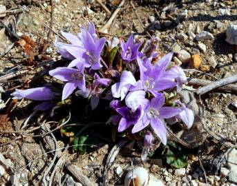 Fotografia da espécie Mandragora autumnalis