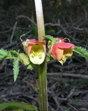 Fotografia 1 da espécie Scrophularia sambucifolia subesp. sambucifolia no Jardim Botânico UTAD