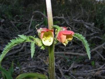 Fotografia da espécie Scrophularia sambucifolia subesp. sambucifolia