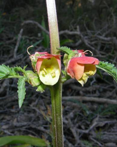 Fotografia de capa Scrophularia sambucifolia subesp. sambucifolia - do Jardim Botânico