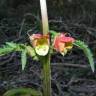 Fotografia 1 da espécie Scrophularia sambucifolia subesp. sambucifolia do Jardim Botânico UTAD