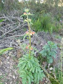 Fotografia da espécie Scrophularia sambucifolia subesp. sambucifolia