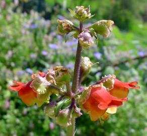 Fotografia da espécie Scrophularia sambucifolia subesp. sambucifolia