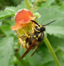 Fotografia da espécie Scrophularia sambucifolia subesp. sambucifolia