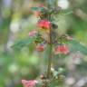 Fotografia 6 da espécie Scrophularia sambucifolia subesp. sambucifolia do Jardim Botânico UTAD