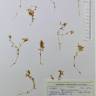 Fotografia de herbário 1 da espécie Montia fontana no Jardim Botânico UTAD