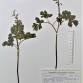 Fotografia 1 de herbário da espécie Corydalis cava no Jardim Botânico UTAD