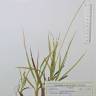 Fotografia de herbário 1 da espécie Carex panicea no Jardim Botânico UTAD
