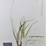 Fotografia de herbário 1 da espécie Carex panicea no Jardim Botânico UTAD