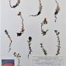 Fotografia de herbário 1 da espécie Saxifraga aizoides no Jardim Botânico UTAD