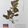 Fotografia de herbário 1 da espécie Salix atrocinerea no Jardim Botânico UTAD