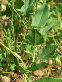 Fotografia da espécie Convolvulus arvensis var. arvensis