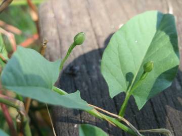 Fotografia da espécie Convolvulus arvensis var. arvensis