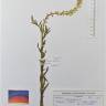 Fotografia de herbário 1 da espécie Reseda lutea no Jardim Botânico UTAD