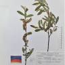 Fotografia de herbário 1 da espécie Salix salviifolia no Jardim Botânico UTAD