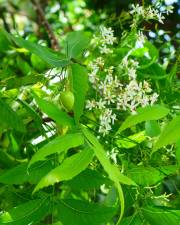 Fotografia da espécie Azadirachta indica