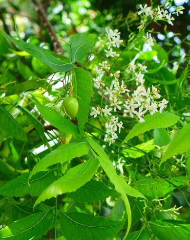 Fotografia de capa Azadirachta indica - do Jardim Botânico