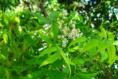 Fotografia da espécie Azadirachta indica