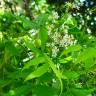 Fotografia 1 da espécie Azadirachta indica do Jardim Botânico UTAD