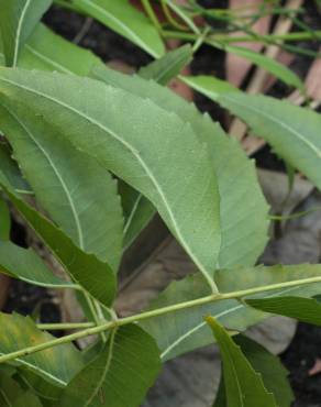 Fotografia 3 da espécie Azadirachta indica no Jardim Botânico UTAD