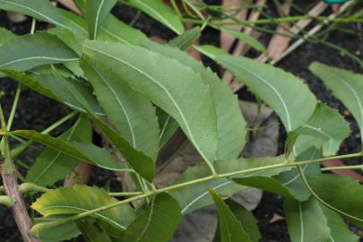 Fotografia da espécie Azadirachta indica