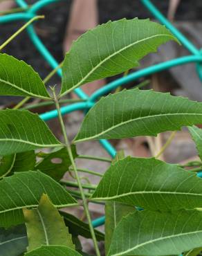 Fotografia 4 da espécie Azadirachta indica no Jardim Botânico UTAD