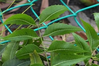 Fotografia da espécie Azadirachta indica