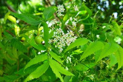 Fotografia da espécie Azadirachta indica