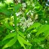 Fotografia 5 da espécie Azadirachta indica do Jardim Botânico UTAD