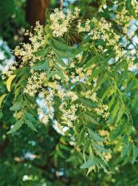 Fotografia da espécie Azadirachta indica