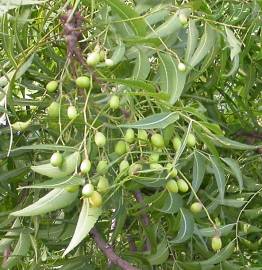 Fotografia da espécie Azadirachta indica