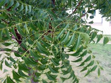 Fotografia da espécie Azadirachta indica