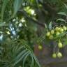 Fotografia 10 da espécie Azadirachta indica do Jardim Botânico UTAD