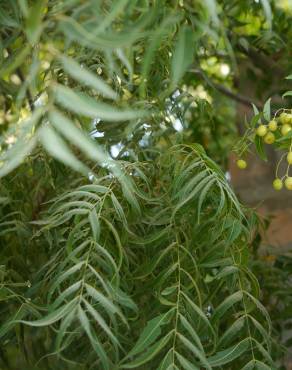 Fotografia 11 da espécie Azadirachta indica no Jardim Botânico UTAD