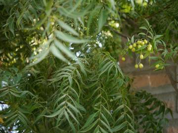 Fotografia da espécie Azadirachta indica