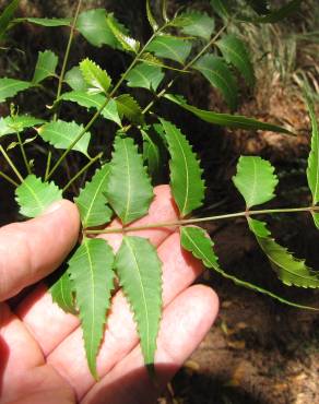 Fotografia 12 da espécie Azadirachta indica no Jardim Botânico UTAD