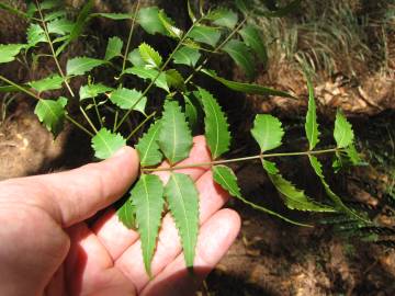 Fotografia da espécie Azadirachta indica