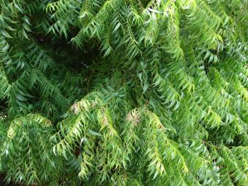 Fotografia da espécie Azadirachta indica