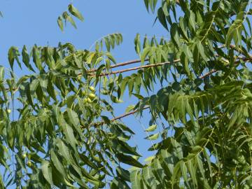 Fotografia da espécie Azadirachta indica