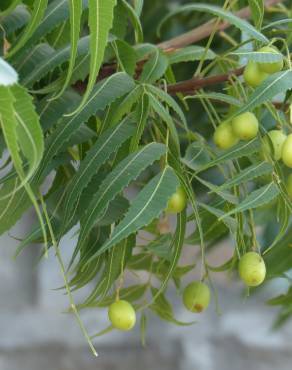 Fotografia 15 da espécie Azadirachta indica no Jardim Botânico UTAD