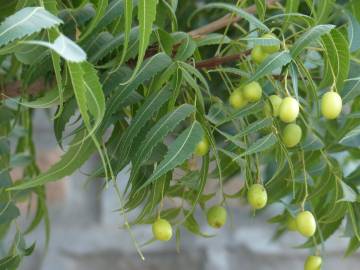 Fotografia da espécie Azadirachta indica