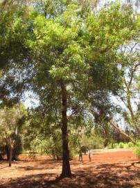 Fotografia da espécie Azadirachta indica