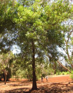 Fotografia 17 da espécie Azadirachta indica no Jardim Botânico UTAD