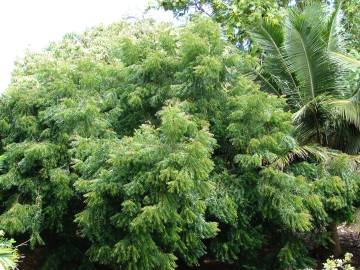 Fotografia da espécie Azadirachta indica