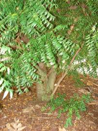 Fotografia da espécie Azadirachta indica