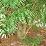 Fotografia 19 da espécie Azadirachta indica do Jardim Botânico UTAD